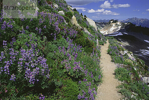 Alpine Foot Trail  Mount Baker Wilderness  Washington  USA