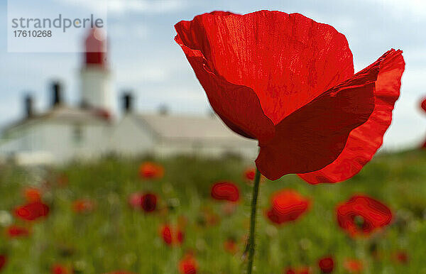 Nahaufnahme einer roten Mohnblume mit einem verschwommenen Mohnfeld und einem Leuchtturm im Hintergrund; South Shields  Tyne and Wear  England