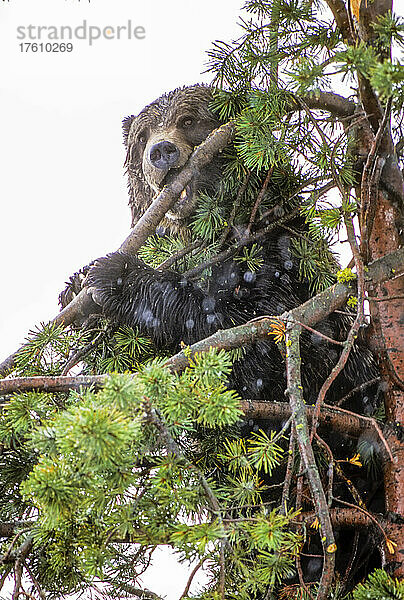 Porträt eines amerikanischen Schwarzbären (Ursus americanus)  der in die Kamera schaut  oben in einer Weißborkenkiefer (Pinus albicaulis)  die an einem Ast nagt  um ihn abzubrechen und an die Zapfen zu gelangen  im Yellowstone National Park. Der Amerikanische Schwarzbär ist eine von acht Bärenarten auf der Welt und eine von drei auf dem nordamerikanischen Kontinent; Wyoming  Vereinigte Staaten von Amerika