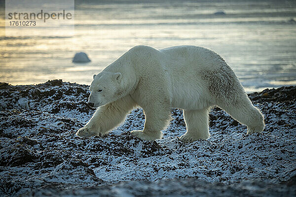 Eisbär (Ursus maritimus) hebt die Tatze und überquert die felsige Küste; Arviat  Nunavut  Kanada