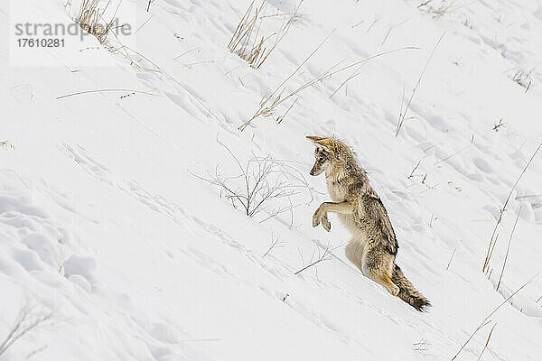 Ein Kojote (Canis latrans) kniet auf seinen Hinterbeinen auf einem schneebedeckten Hang  um sich auf seine Beute unter dem Schnee zu stürzen; Montana  Vereinigte Staaten von Amerika