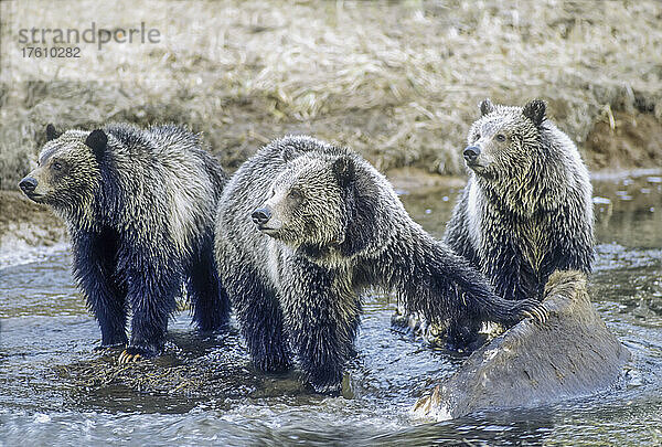 Drei Braunbären (Ursus arctos) und ihre Jungen stehen in Ufernähe und halten sich an einem Bison-Kadaver fest  den sie im Wasser gefunden haben  Yellowstone National Park; Wyoming  Vereinigte Staaten von Amerika