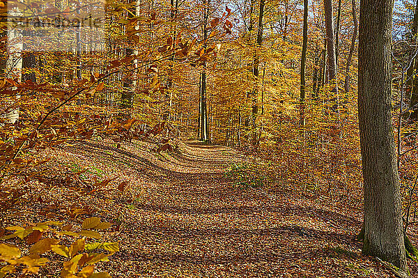 Leuchtende Herbstfarben mit einem Waldweg; Spessart  Bayern  Deutschland