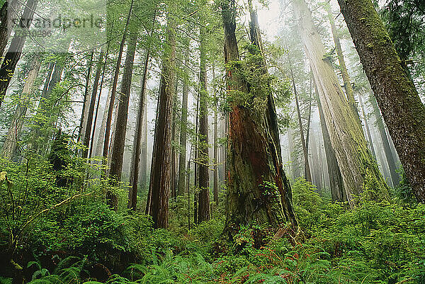 Prairie Creek Redwoods State Park  Kalifornien  USA