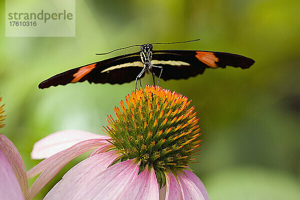 Kleiner Briefträgerfalter (Heliconius melpomene) auf einer Blüte ruhend; Oregon  Vereinigte Staaten von Amerika