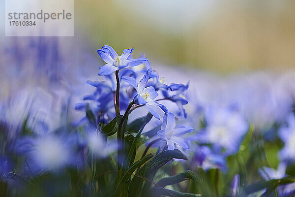 Blüten der Bossier'schen Schneepracht oder Lucile'schen Schneepracht (Scilla luciliae); Bayern  Deutschland