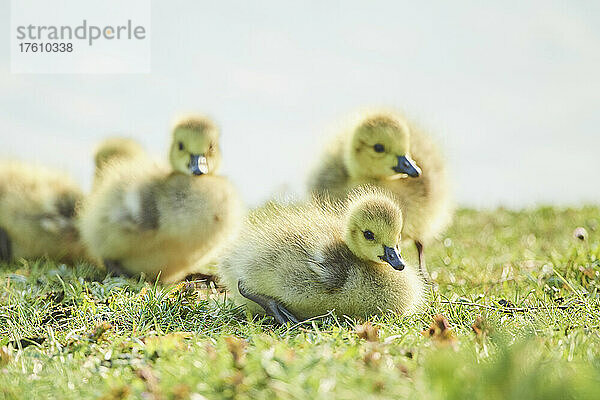 Kanadagans-Küken (Branta canadensis) auf einer Wiese; Frankonia  Bayern  Deutschland