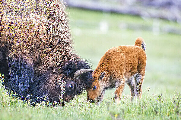 Amerikanische Bisonkuh (Bison bison) und ihr Kalb reiben ihre Köpfe in einem grasbewachsenen Feld aneinander; Yellowstone National Park  Vereinigte Staaten von Amerika