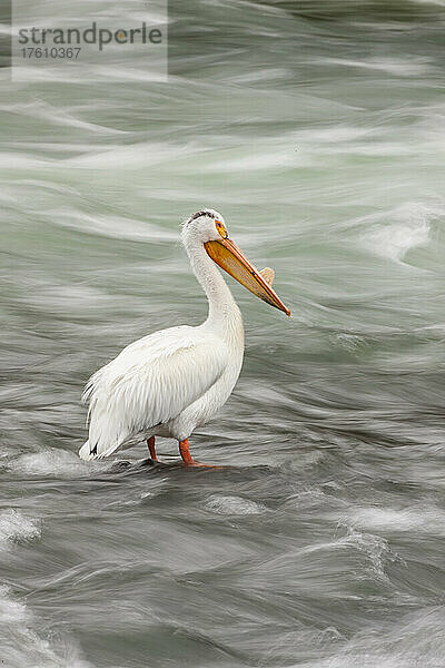 Porträt eines Amerikanischen Weißpelikans (Pelecanus erythrorhynchos)  der während der Brutzeit ein Schnabelhorn trägt und auf einem Felsen inmitten des rauschenden Wassers des Yellowstone River im Yellowstone National Park  Wyoming  Vereinigte Staaten von Amerika steht