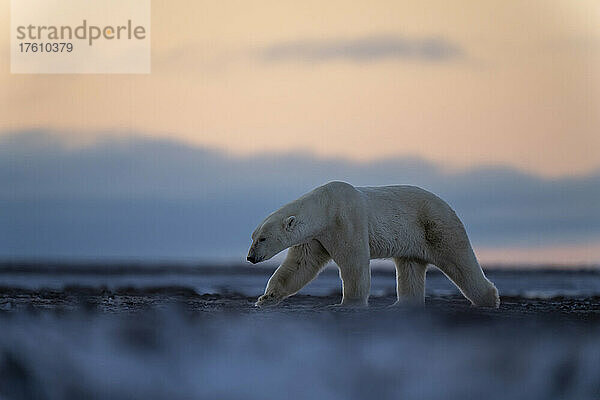 Eisbär (Ursus maritimus) streckt seine Tatze aus und läuft über die Tundra; Arviat  Nunavut  Kanada