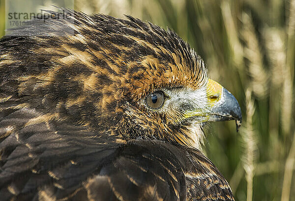 Nahaufnahme eines im Gras sitzenden Swainson's Hawk (Buteo swainsoni); South Dakota  Vereinigte Staaten von Amerika