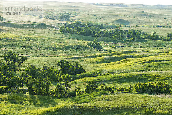 Landschaftliche Ansicht von grünen Grasfeldern und Pappeln (Populus angustifolia) in der Prärie auf der Murphy-Ranch; Meade County  South Dakota  Vereinigte Staaten von Amerika