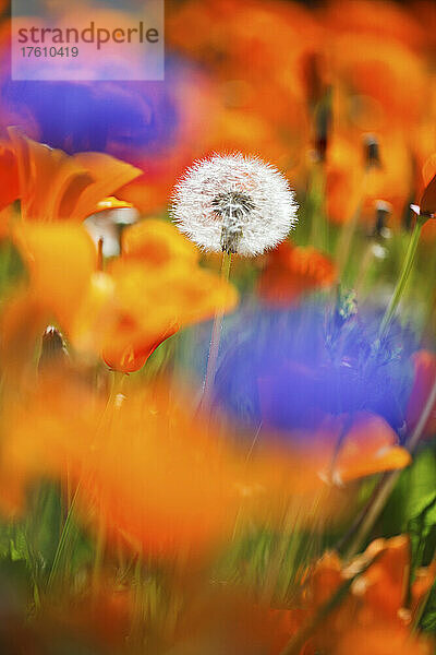 Nahaufnahme eines Löwenzahnsamenkopfes (Taraxacum) inmitten von Wildblumen; Oregon  Vereinigte Staaten von Amerika