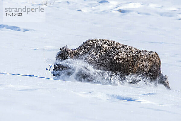 Bison (Bison bison) stapft durch den tiefen Schnee im Yellowstone National Park; Vereinigte Staaten von Amerika