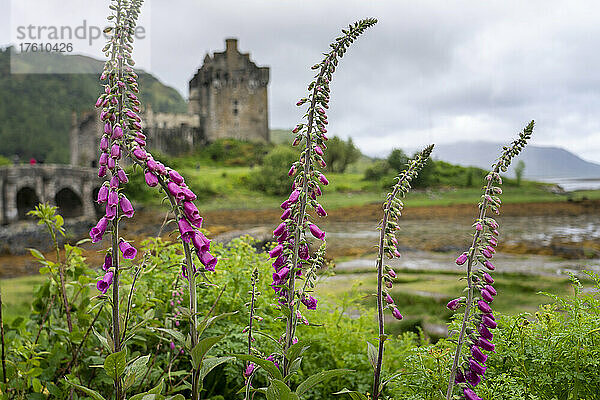 Blick auf Eilean Donan Castle und seine Dammbrücke und Wildblumen in Kyle of Lochalsh  Schottland; Kyle of Lochalsh  Schottland