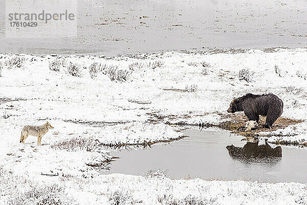 Braunbär (Ursus arctos) neben einem Bisonkadaver (Bison bison) an einem schneebedeckten Ufer im Winter  gegenüber einem Kojoten (Canis latrans)  der nach Nahrung sucht; Yellowstone National Park  Vereinigte Staaten von Amerika