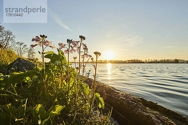 Kuckucksblume  Frauenmantel  Maiblume oder Milchmädchenblume (Cardamine pratensis) am Ufer eines Sees bei Sonnenuntergang; Bayern  Deutschland
