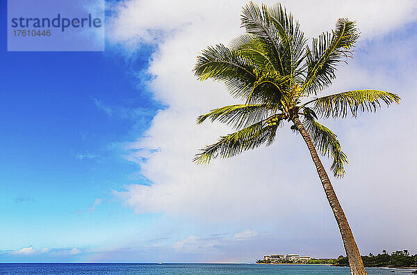 Eine Palme im Vordergrund und Resortgebäude von Ka'anapali im Hintergrund; Ka'anapali  Maui  Hawaii  Vereinigte Staaten von Amerika