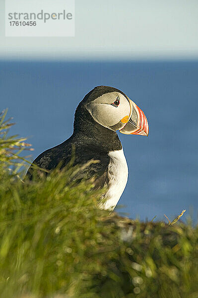 Papageientaucher (Fratercula arctica) auf den Latrabjarg-Klippen; Westfjorde  Island