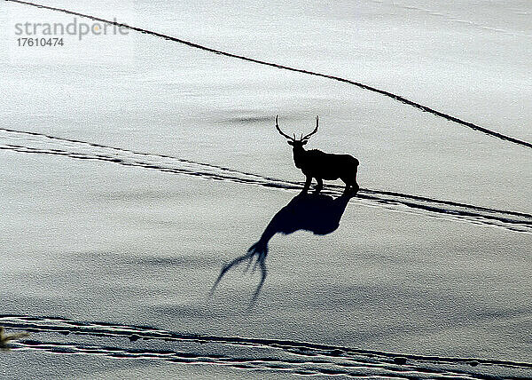 Silhouette eines Elchbullen (Cervus canadensis)  der in einem schneebedeckten Feld mit seinem Schatten auf dem sonnenbeschienenen Schnee steht; Yellowstone National Park  Vereinigte Staaten von Amerika