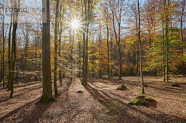 Wald mit Abendsonne im Herbst; Spessart  Bayern  Deutschland