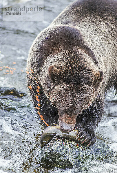 Braunbär (Ursus arctos)  der am felsigen Ufer steht und Lachs frisst und die Eier aus den Fischen herauspresst  im Katmai National Park; Alaska  Vereinigte Staaten von Amerika