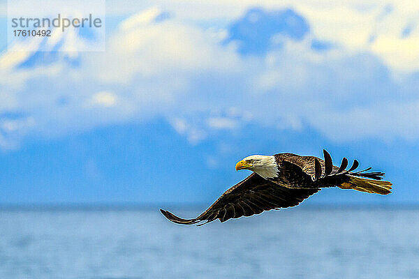 Weißkopfseeadler  Haliaeetus leucocephalus  im Flug entlang der Küstenlinie im Cook Inlet  Alaska.