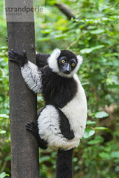 Schwarz-weißer Krauskopflemur (Varecia variegata) im Monkeyland Primate Sanctuary in der Nähe von Pletteberg Bay in Südafrika; Südafrika