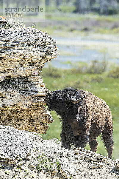 Ein amerikanischer Bison (Bison bison) reibt sich an einem Travertin und kratzt sich den Kopf auf der rauen  felsigen Oberfläche auf der sonnigen Südseite des Soda Butte Cone im Lamar Valley; Yellowstone National Park  Wyoming  Vereinigte Staaten von Amerika