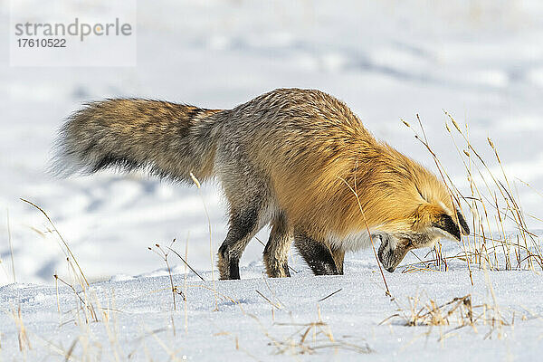 Rotfuchs (Vulpes vulpes) beim Beobachten und Lauschen auf die Geräusche seiner Beute unter dem Schnee; Yellowstone National Park  Wyoming  Vereinigte Staaten von Amerika