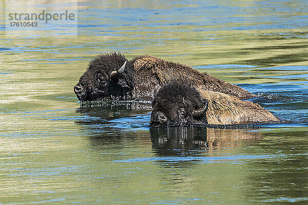 Ein Paar amerikanischer Bisonbullen (Bison bison) schwimmt an einem sonnigen Tag entlang des Yellowstone River; Yellowstone National Park  Vereinigte Staaten von Amerika