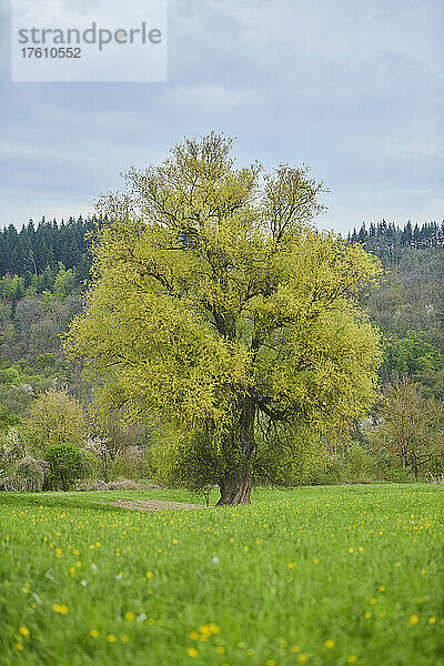 Rissweide und Bruchweide (Salix fragilis); Bayern  Deutschland