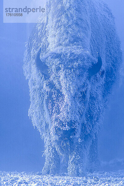 Porträt einer amerikanischen Bisonkuh (Bison bison)  die im blauen Licht steht und deren Fell mit Reif bedeckt ist  der durch die extreme Kälte und den geothermischen Dampf entsteht; Yellowstone National Park  Wyoming  Vereinigte Staaten von Amerika