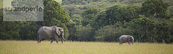 Ausgewachsener Elefant (Loxodonta) und junger Elefant beim Grasen im Grasland der Savanne  Maasai Mara National Park; Kenia  Afrika