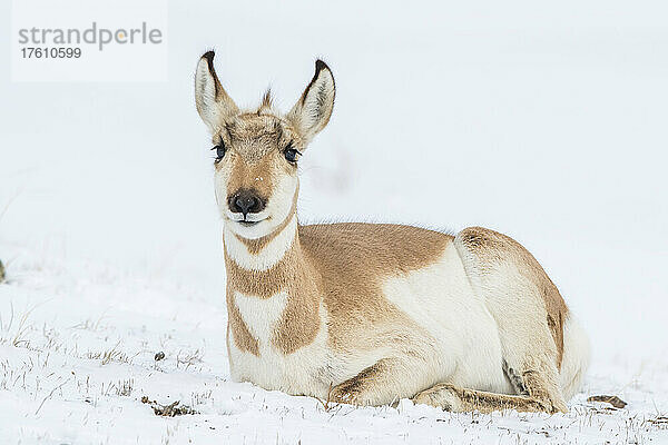 Porträt einer Hirschziegenantilope (Antilocapra americana)  die auf einem schneebedeckten Feld liegt und nach vorne schaut; Montana  Vereinigte Staaten von Amerika