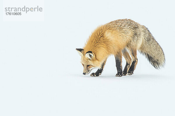 Rotfuchs (Vulpes vulpes) im Schnee; Wyoming  Vereinigte Staaten von Amerika