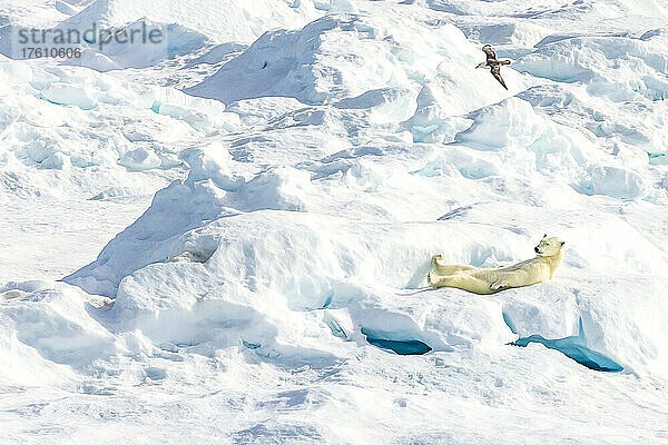 Ein entspannter Eisbär (Ursus maritimus) ruht sich auf einer Eisscholle in der kanadischen Arktis aus.