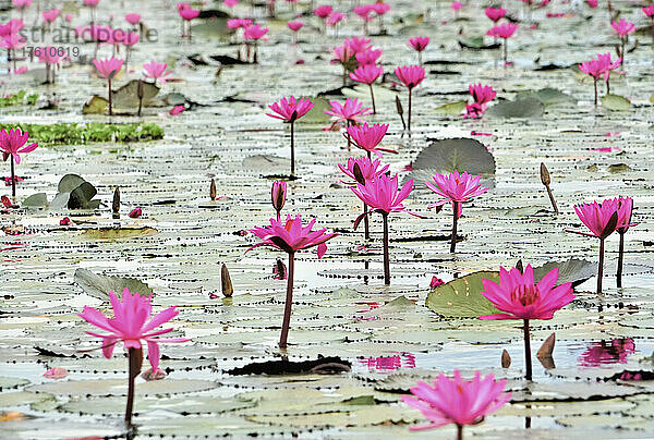 Blühende Lotusblumen (Nelumbo nucifera) am Red Lotus Lake; Chiang Haeo  Thailand