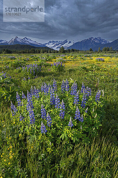 Feld mit Wildblumen  darunter violette Lupinen (Lupinus)  in den Mendenhall Wetlands mit den Coast Mountains in der Ferne unter einem stürmischen Himmel; Juneau  Südost-Alaska  Alaska  Vereinigte Staaten von Amerika