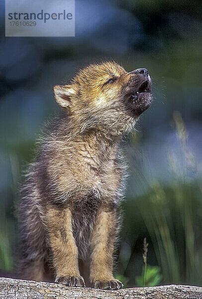 Nahaufnahme eines heulenden Wolfswelpen (Canis lupus) in Park County; Montana  Vereinigte Staaten von Amerika