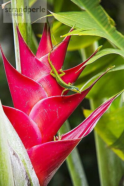 Eine Eidechse auf einer Heliconia-Blüte im Garten von Montreal; St. Vincent  St. Vincent und die Grenadinen