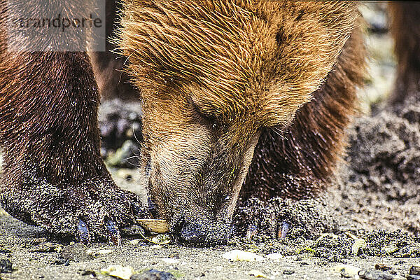 Nahaufnahme eines Braunbären (Ursus arctos)  der sich am Sandstrand niederbeugt und Meeresfrüchte im Katmai National Park isst; Alaska  Vereinigte Staaten von Amerika