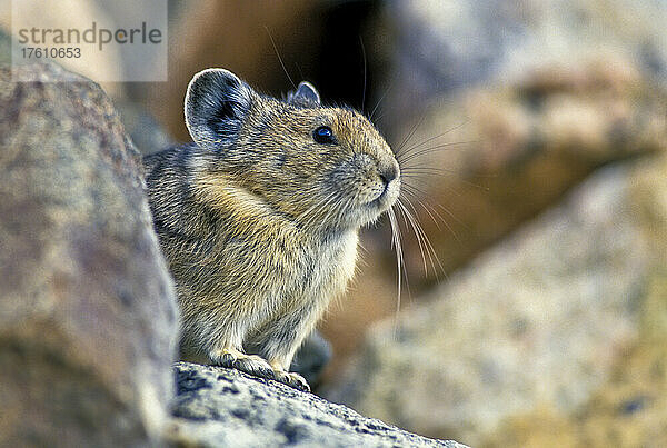 Nahaufnahme eines Pikas (Ochotona princeps)  der auf den Felsen steht und hinausschaut; Montana  Vereinigte Staaten von Amerika