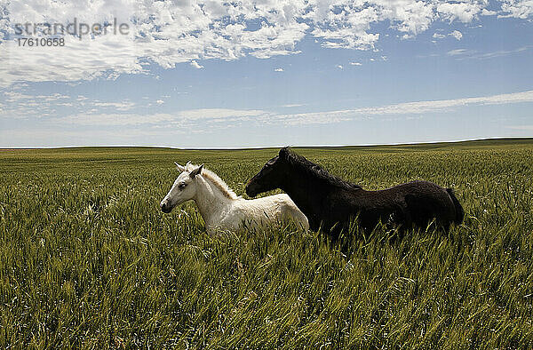 Ein Paar geschützte Wildpferdefohlen in einem Mustang- und Burro-Schutzgebiet; Lantry  South Dakota  Vereinigte Staaten von Amerika
