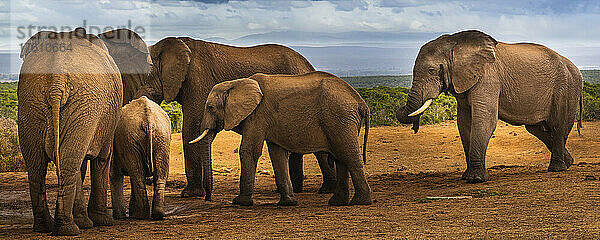 Afrikanische Elefanten (Loxodonta) im Addo-Elefanten-Nationalpark; Ostkap  Südafrika