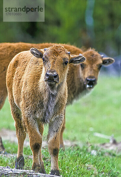 Porträt von Büffelkälbern (Bison bison)  die die Kamera anstarren; Yellowstone National Park  Wyoming  Vereinigte Staaten von Amerika