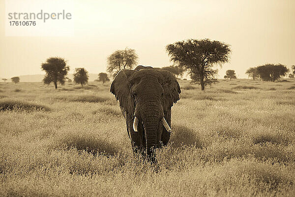 Ein afrikanischer Elefant wandert durch die Serengeti-Ebenen.