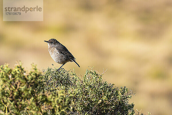 Ein kleiner Vogel sitzt auf der Spitze eines Strauches in den Simien-Bergen  Simien-Nationalpark; Äthiopien