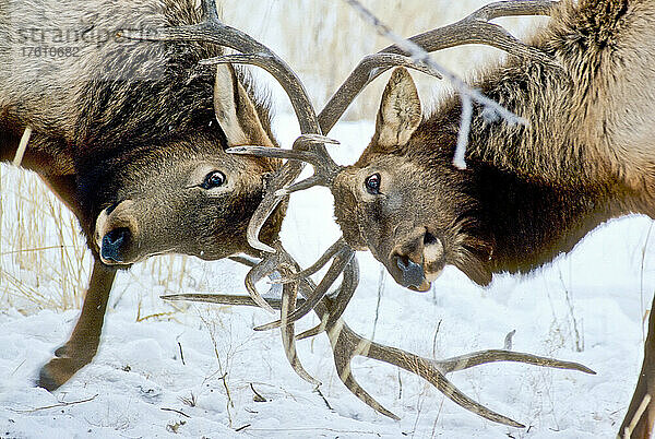 Nahaufnahme von zwei Elchbullen (Cervus canadensis)  die sich an einem Wintermorgen ein Sparringsspiel mit Geweih liefern. Elchbullen tragen ihr Geweih fast das ganze Jahr über und lassen sich innerhalb weniger Tage neue Geweihe wachsen  nachdem sie ihre alten abgeworfen haben. Sie tanzten im Kreis umeinander und gaben hohe Töne von sich  wenn einer von ihnen angestupst wurde  Yellowstone National Park; Wyoming  Vereinigte Staaten von Amerika