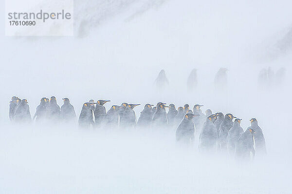 Königspinguine (Aptenodytes patagonicus) stehen in Gruppen auf der Tundra in einem Schneesturm zusammen  Insel Südgeorgien; Südgeorgien  Antarktis